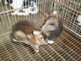 /album/galeria-de-fotos%3a-cria%c3%a7%c3%a3o-e-manejo/a228-jpg/