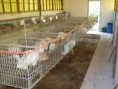 /album/galeria-de-fotos%3a-cria%c3%a7%c3%a3o-e-manejo/a237-jpg/